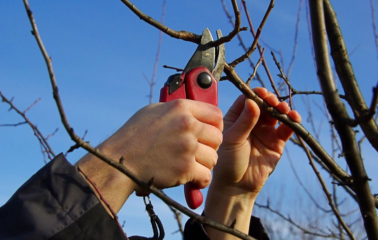 Du kan beskære buske og de fleste frugttræer i marts.