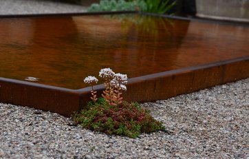 Sedum plantet i kant af spejlbasin Sedum plantet i kant af spejlbasin
