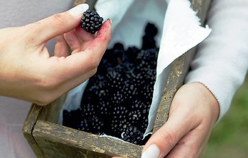 Brombær kan trives de fleste steder, og du kan let få en stor høst.Foto: Jakob Valling.
