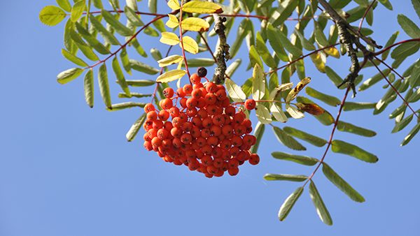 Almindelig røn (Sorbus aucuparia)