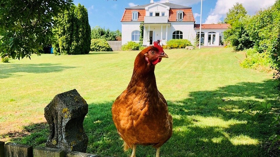 Høne på hegn foran hus