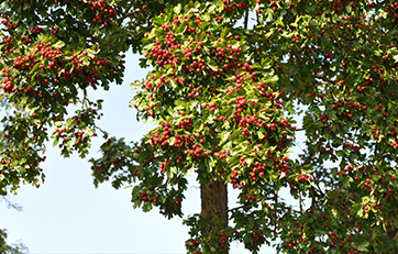 Engriflet hvidtjørn (Crataegus monogyna)