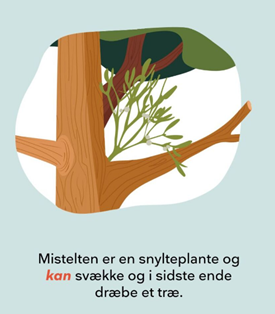 Grafik af mistelten med hvide bær, der vokser i et træ.