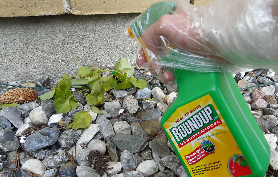 Roundup i haven forbud
