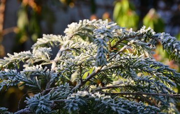 Hemlock