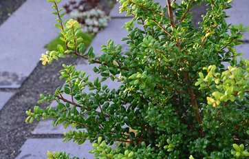 Japansk kristtorn (Ilex Crenata)