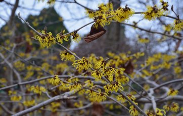 Troldnød (Hamamelis japonica sp.)