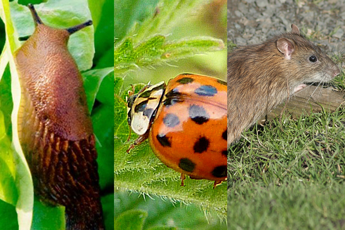 Dræbersnegl, harlekinmariehøne og brun rotte