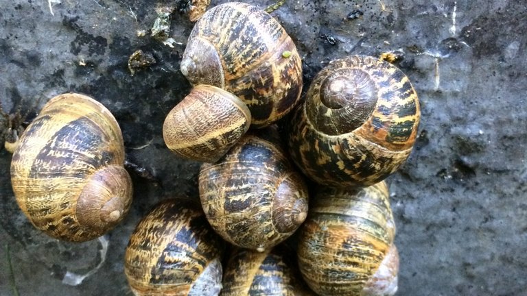 Haveejernes nye fjende: Sådan bekæmper du voldsneglen