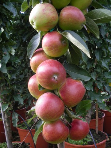 Dyrk æbler i en krukke på din eller terrasse