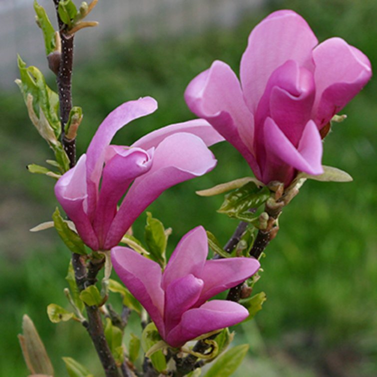 Sådan får du smukke magnolie i din | Tips plantning, vanding, jordbund