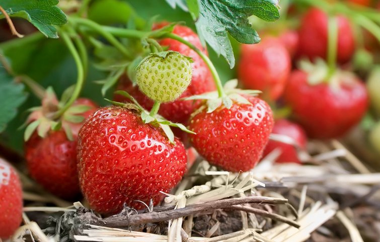 Dyrk egne jordbær | jordbær i august og få flere jordbær