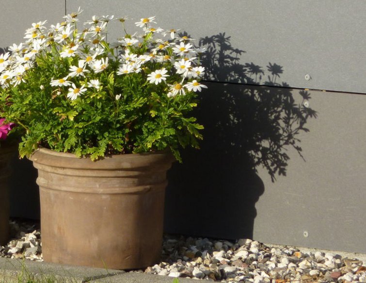 nemme blomsterplanter, du kan dyrke i krukker på terrassen
