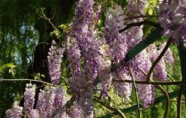 Monets have Monets blomster billeder