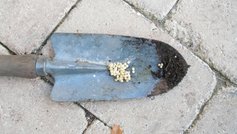 Æg fra dræbersnegl