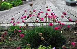 Inspiration til din nye terrasse Blomster til terrassen