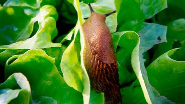 Sådan bekæmper du dræbersnegle