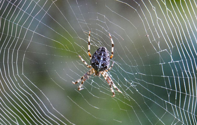 jøde forskellige skrig Hvorfor er vi bange for edderkopper?