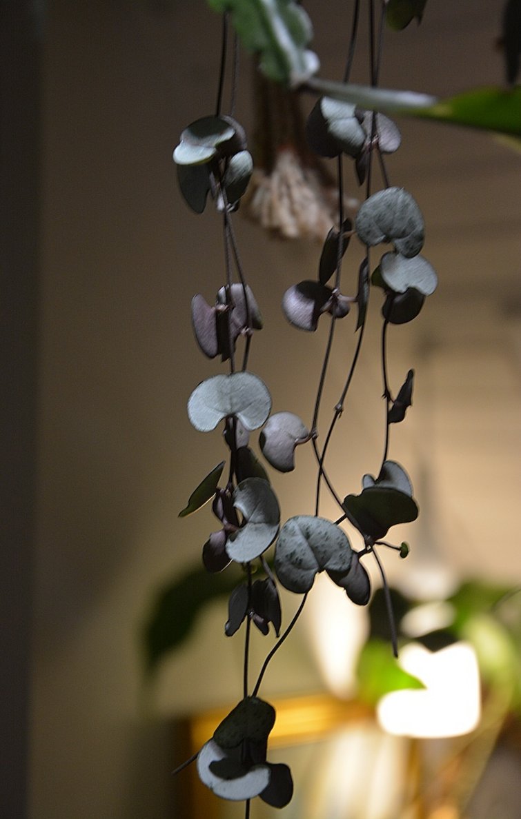 Hængeplanter | 5 potteplanter, der kan indendørs