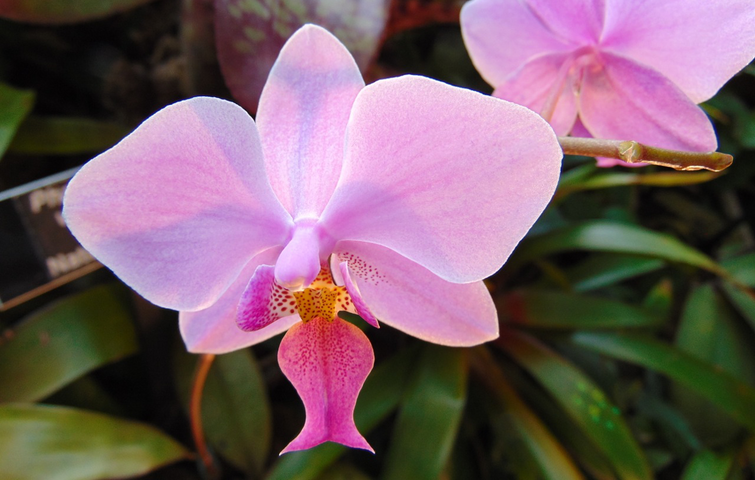 Få orkideer: passer og plejer du dem