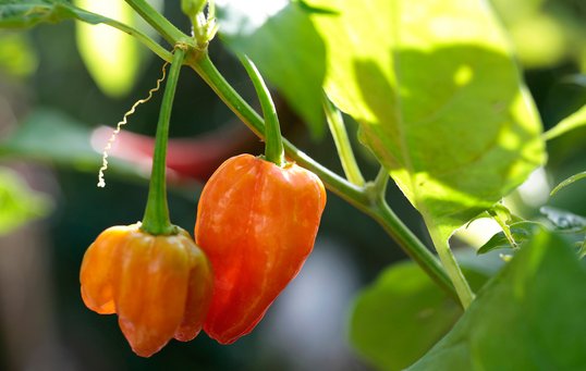 Sådan dyrker du chili i din vindueskarm | Bliv guidet her