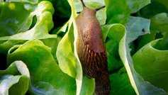 Dræbersnegle i haven i marts, april og maj