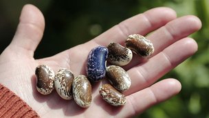 Hvordan dyrker du bønner i haven?