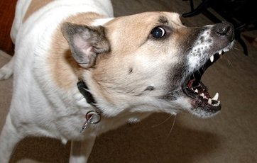 klarhed svag Enig med Naboens hund gør - hvad kan du gøre ved det?