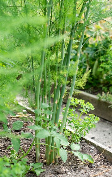 Grønne asparges | Læs dyrkning af asparges i haven