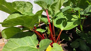 Rabarber i højbed i have