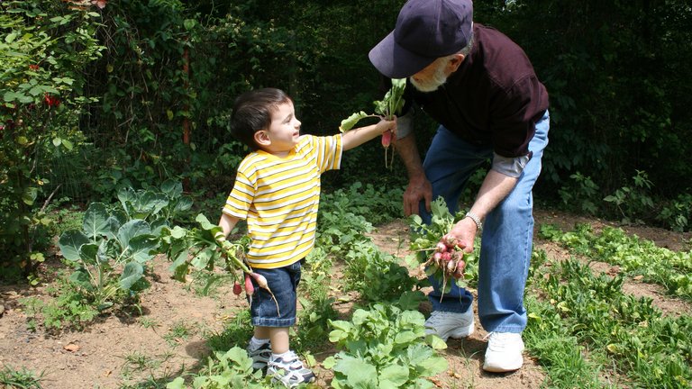 Nem køkkenhave med radiser