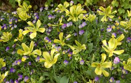 Monets have Monets blomster billeder