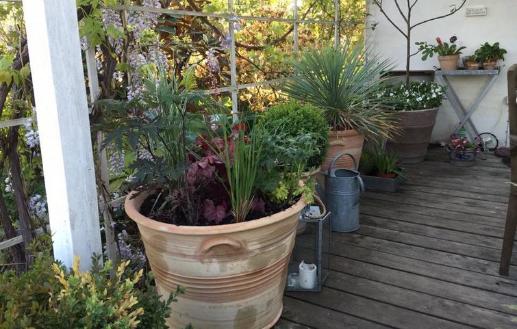 Dinkarville Latter knap Få farver på terrassen: Sådan planter du sommerblomster i krukker