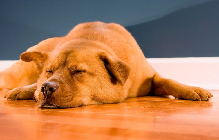 Slidstærkt gulv er det bedste gulv hund og