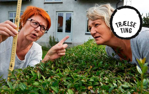 hæk i skel med niveauforskel hæk i skel med niveauforskel