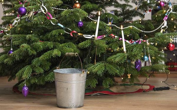 juletræ i vand juletræ i vand