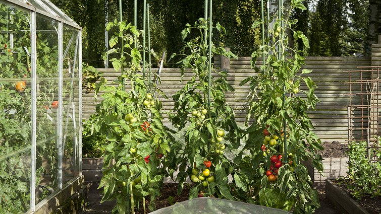 kold seng Villig Tomater i drivhus | Sådan dyrker du dine egne tomatplanter
