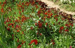 Monets have Monets blomster billeder