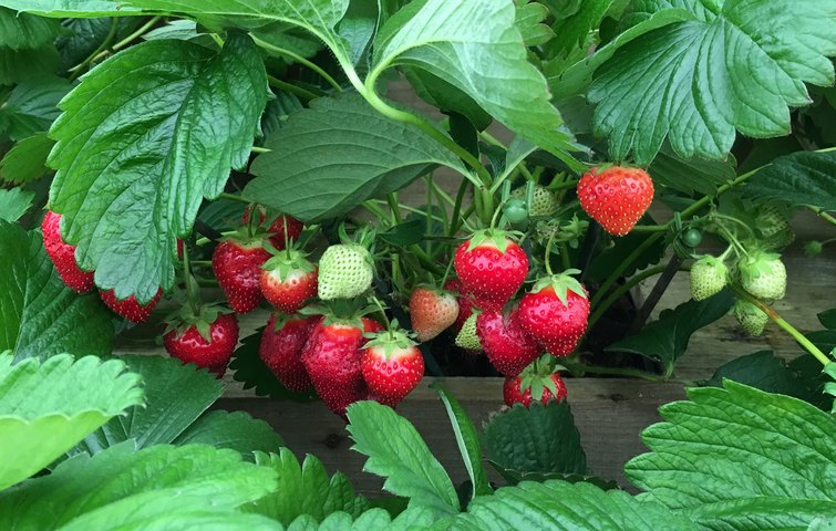 Få de bedste og flotteste jordbær i din have - læs, hvordan du planter og dem