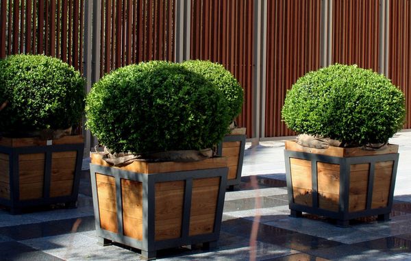 10 nemme planter at dyrke i krukker