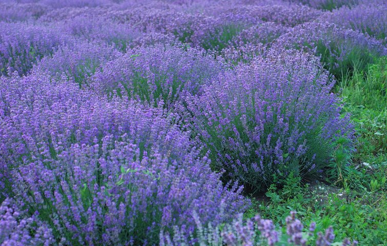Lavendel | planter og du til flotte lavendler i 4 trin