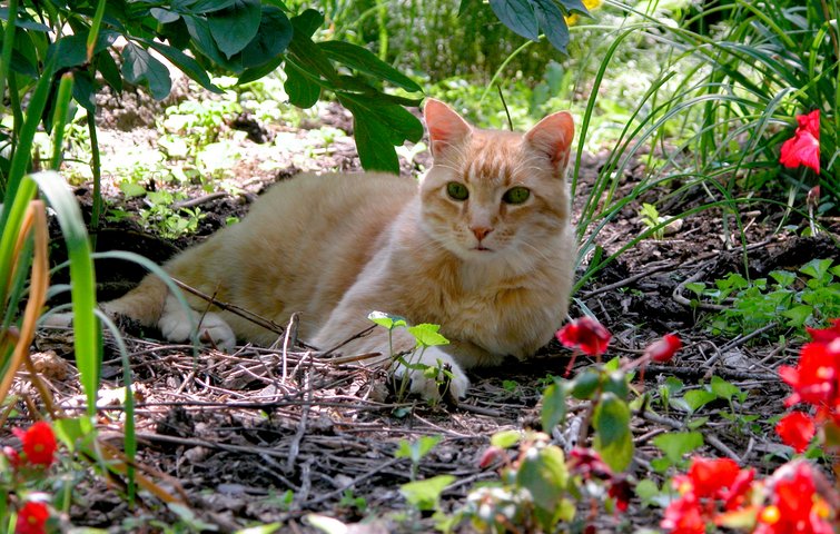 afstand Ungkarl kanal Kan kaffegrums holde katte væk fra haven?