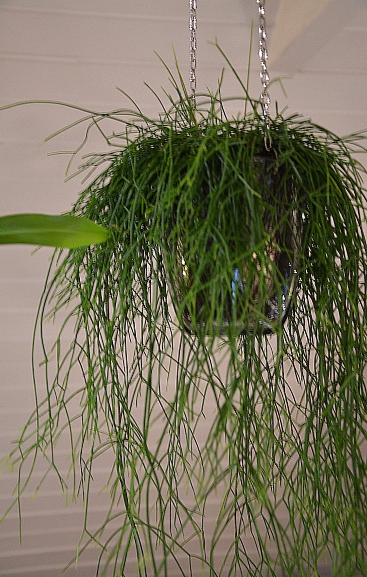 Hængeplanter | 5 potteplanter, der kan indendørs