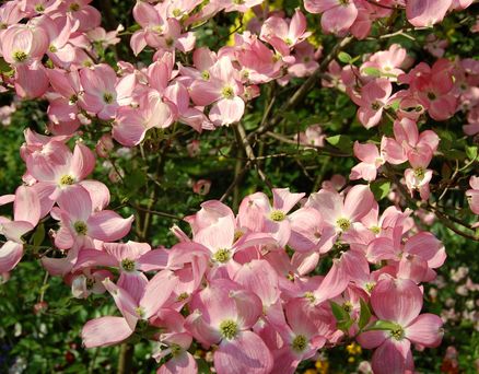 Monets have Monets blomster billeder