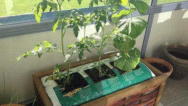 Kapilærkasse - sådan bruger du den