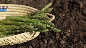 Hvordan dyrker du selv asparges?