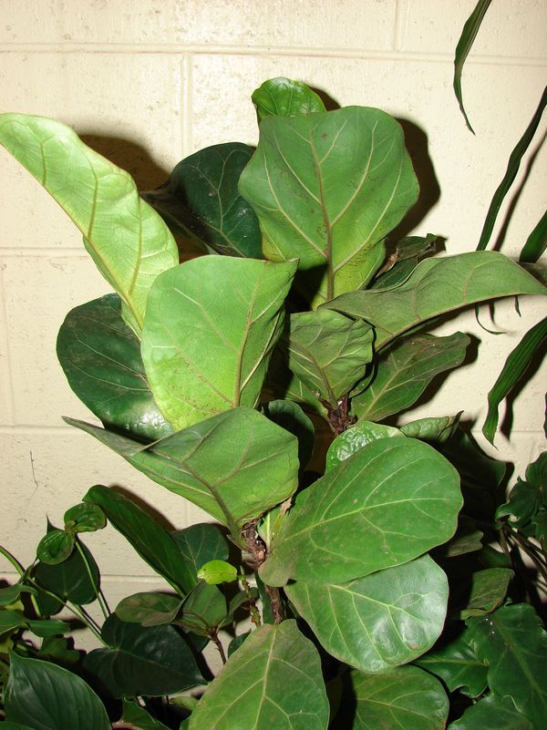 10 nemme planter til stuen Stor stueplante