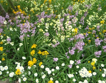 Monets have Monets blomster billeder