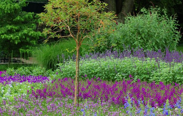 Valg af blomsterplanter til den nemme have