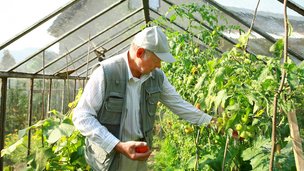 Guide: Sådan vælger du det rigtige drivhus